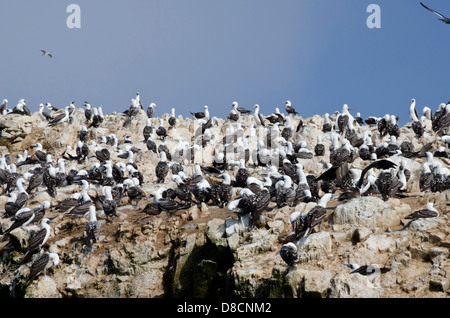 Nationalreservat Paracas. Blau-footed Booby Sula Nebouxii in den Ballestas-Inseln. Peru. Stockfoto