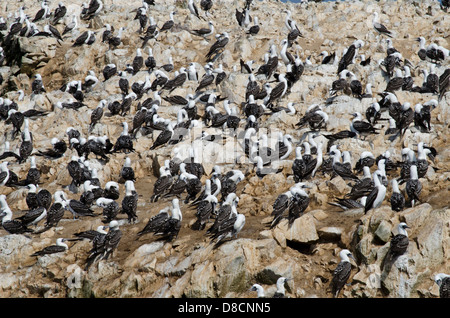 Nationalreservat Paracas. Blau-footed Booby Sula Nebouxii in den Ballestas-Inseln. Peru. Stockfoto