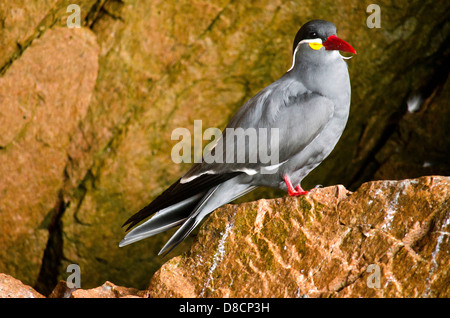 Nationalreservat Paracas. Peru. Inka Inka Tern Larosterna in Te Ballestas Inseln. Stockfoto