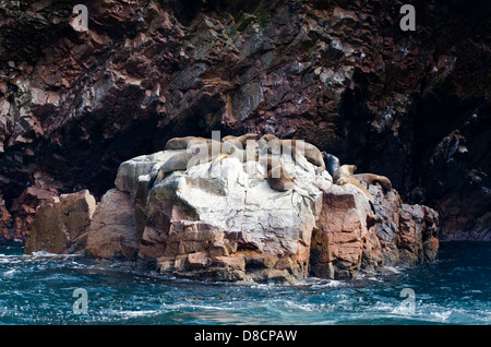 Nationalreservat Paracas. Südamerikanischer Seebär Arctocephalus Australis in den Ballestas-Inseln. Peru. Stockfoto