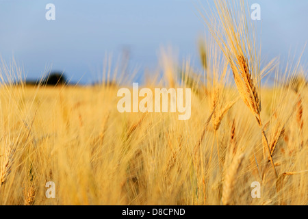 Weizenfeld Stockfoto