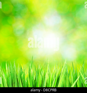 Grasgrün Hintergrund mit sonnigen bokeh Stockfoto
