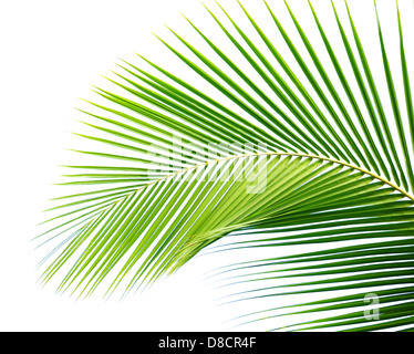 Palm Leaf Stockfoto