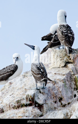 Nationalreservat Paracas. Blau-footed Booby Sula Nebouxii in den Ballestas-Inseln. Peru. Stockfoto