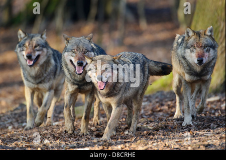 grauer Wolf, Canis lupus Stockfoto