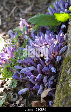 Lila Toothwort, Lathraea Clandestina, wachsen auf Weiden (Salix) Wurzeln, West Sussex, UK. April. Stockfoto