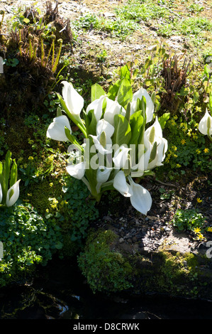 Lysichiton Camtschatcensis, White Skunk Cabbage, wachsen neben einem Bach in West Sussex, UK. April. Stockfoto