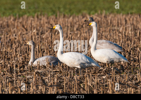 Singschwäne, Cygnus Cygnus Stockfoto