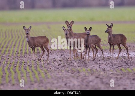 Rehe, Capreolus capreolus Stockfoto