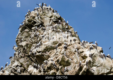 Nationalreservat Paracas. Blau-footed Booby Sula Nebouxii in den Ballestas-Inseln. Peru. Stockfoto