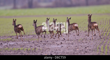 Rehe, Capreolus capreolus Stockfoto