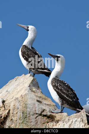 Nationalreservat Paracas. Blau-footed Booby Sula Nebouxii in den Ballestas-Inseln. Peru. Stockfoto