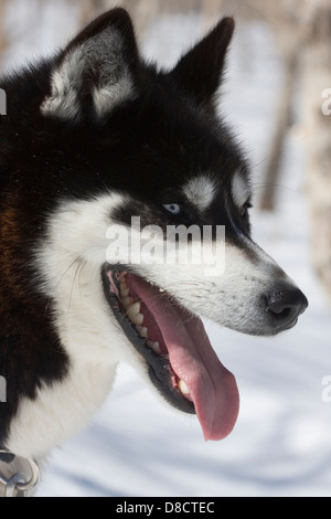 Siberian Husky in den Schnee, Petropavlovsk, Kamtschatka, Sibirien, Russland. Stockfoto