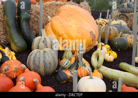 RHS Hyde Hall Pumpkins Yellow Straw Gewinner Wettbewerb Bauern Markt Essex Stockfoto