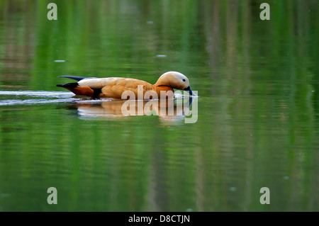 Rostgans Im Biotope Kocks Loch. Ruddy Brandgans in der Natur reservieren Kocks Loch, Mülheim an der Ruhr Stockfoto