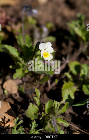 Feld Stiefmütterchen Viola Arvensis, wächst in einer Ackerfläche, West Sussex, UK. April. Stockfoto