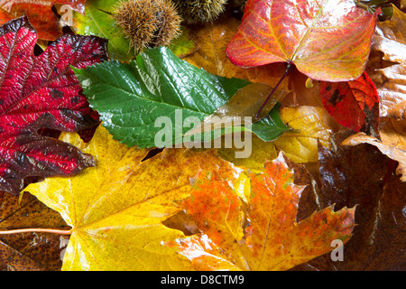 Golden Autumn Leaves lebendige Stockfoto