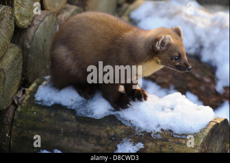 Europäischen Baummarder, Martes Martes, Vechta, Niedersachsen, Deutschland Stockfoto