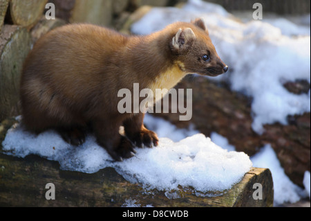 Europäischen Baummarder, Martes Martes, Vechta, Niedersachsen, Deutschland Stockfoto