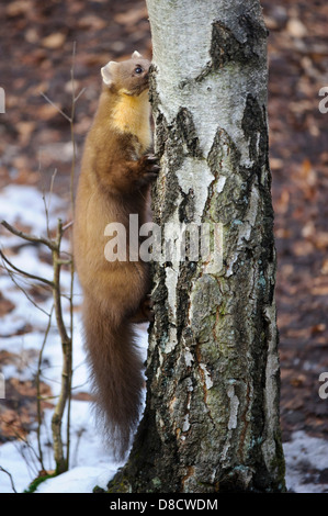 Europäischen Baummarder, Martes Martes, Vechta, Niedersachsen, Deutschland Stockfoto