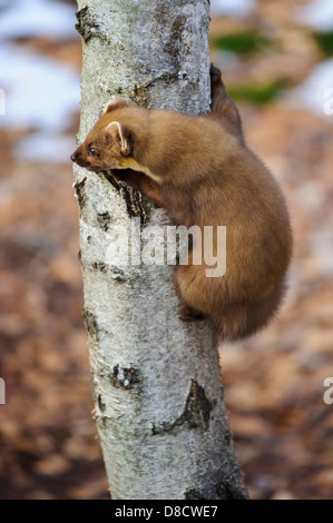 Europäischen Baummarder, Martes Martes, Vechta, Niedersachsen, Deutschland Stockfoto