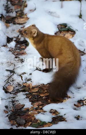 Europäischen Baummarder, Martes Martes, Vechta, Niedersachsen, Deutschland Stockfoto