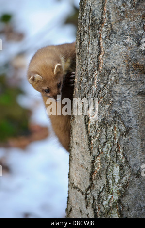 Europäischen Baummarder, Martes Martes, Vechta, Niedersachsen, Deutschland Stockfoto