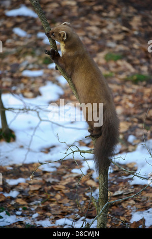 Europäischen Baummarder, Martes Martes, Vechta, Niedersachsen, Deutschland Stockfoto