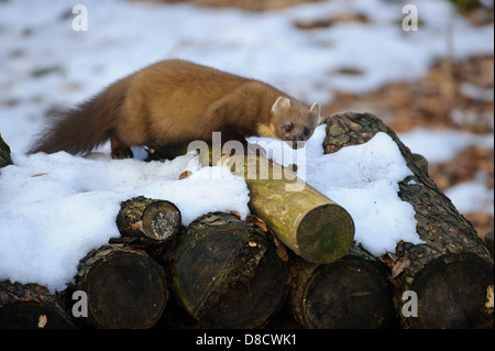 Europäischen Baummarder, Martes Martes, Vechta, Niedersachsen, Deutschland Stockfoto