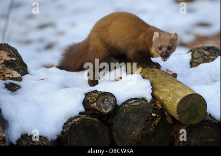 Europäischen Baummarder, Martes Martes, Vechta, Niedersachsen, Deutschland Stockfoto