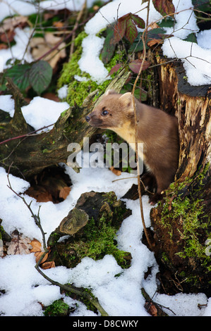 Europäischen Baummarder, Martes Martes, Vechta, Niedersachsen, Deutschland Stockfoto