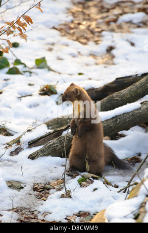 Europäischen Baummarder, Martes Martes, Vechta, Niedersachsen, Deutschland Stockfoto