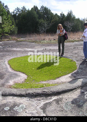 Eine Matte von Isoetes tegetiformans, allgemein bekannt als Quillkraut, bildet eine dichte Bodendecke in ihrem aquatischen Lebensraum. Diese Pflanzenart wächst typischerweise im Flachwasser und ist somit ein einzigartiges Merkmal aquatischer Ökosysteme. Stockfoto