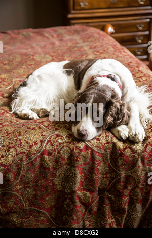 Springer Spaniel Hund entspannt im Bett des Besitzers, USA Stockfoto