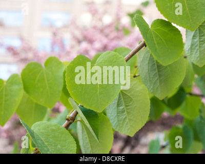 Linde im Frühling mit rosa Kirschblüten im Hintergrund, NYC Stockfoto