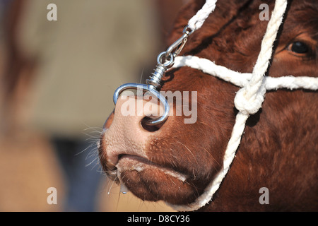 Limousin-Stier Stockfoto