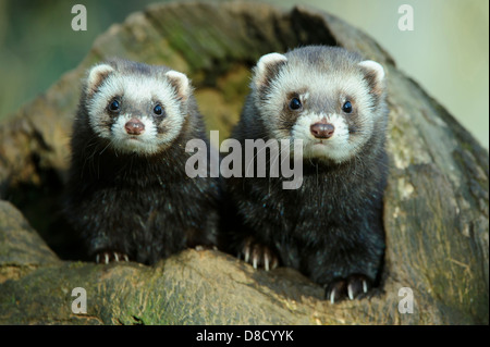 Europäischen Iltis Mustela Putorius, Celle, Niedersachsen, Deutschland Stockfoto