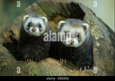 Europäischen Iltis Mustela Putorius, Celle, Niedersachsen, Deutschland Stockfoto