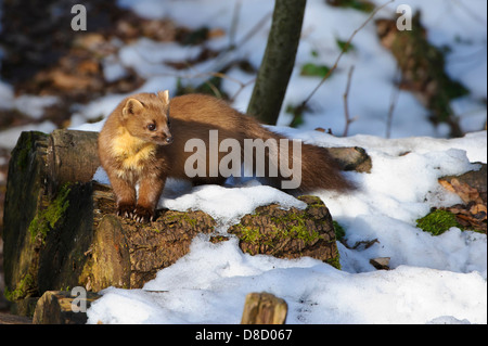 Europäischen Baummarder, Martes Martes, Vechta, Niedersachsen, Deutschland Stockfoto