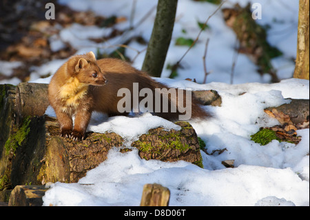 Europäischen Baummarder, Martes Martes, Vechta, Niedersachsen, Deutschland Stockfoto