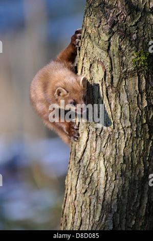 Europäischen Baummarder, Martes Martes, Vechta, Niedersachsen, Deutschland Stockfoto