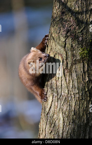 Europäischen Baummarder, Martes Martes, Vechta, Niedersachsen, Deutschland Stockfoto