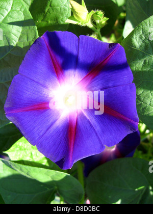 schöne Blüte von Ipomoea ist sehr bunt Stockfoto