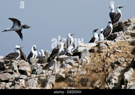 Nationalreservat Paracas. Blau-footed Booby Sula Nebouxii in den Ballestas-Inseln. Peru. Stockfoto