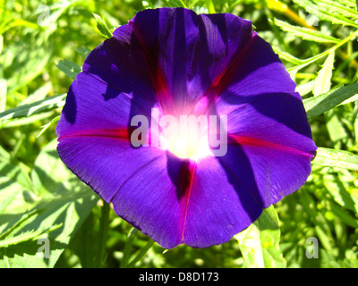 schöne Blüte von Ipomoea ist sehr bunt Stockfoto