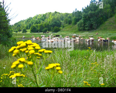 Kleine gelbe Kamille auf einem Hintergrund von einer Wasserstelle von Kühen Stockfoto