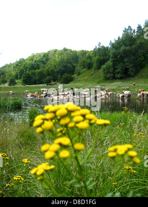 Kleine gelbe Kamillen auf einem Hintergrund von einer Wasserstelle von Kühen Stockfoto