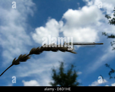 eine kleine Libelle sitzt auf das Ährchen Stockfoto