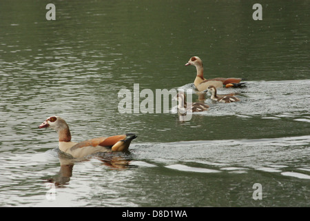 Familie der ägyptischen Gänse (Alopochen Aegyptiacus) Stockfoto