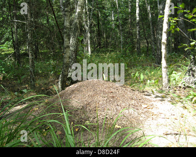 Stürmischen Leben in den großen Ameisenhaufen im Wald Stockfoto